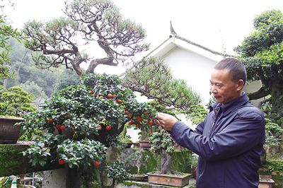 杨彪的住家式盆景园林成为双龙村农旅文化的示范